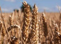 Agrochemicals & Micronutrients